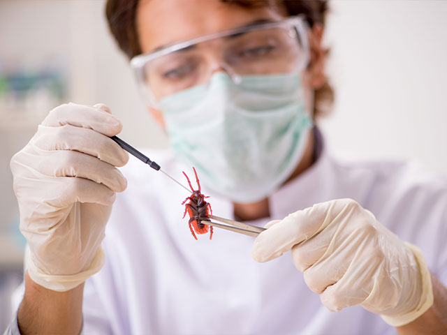 Entomologist studying beetle