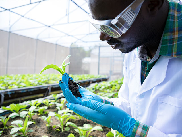 Scientist inspecting plant sample