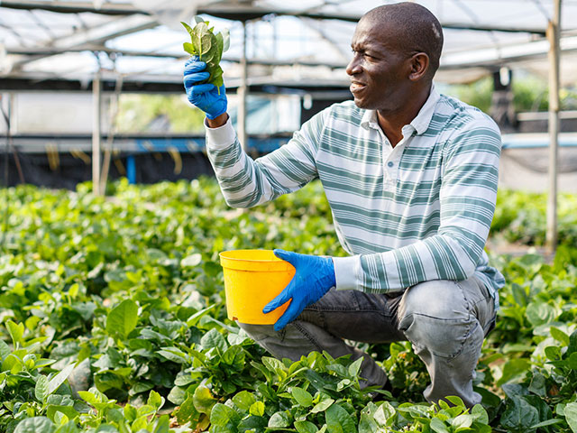 Man working in greenhouse