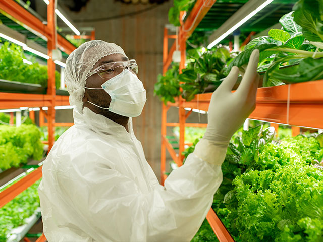 Scientist inspecting greenhouse samples