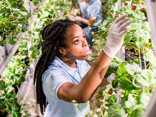 Plant scientist