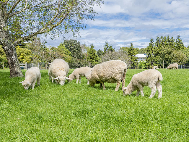sheep
