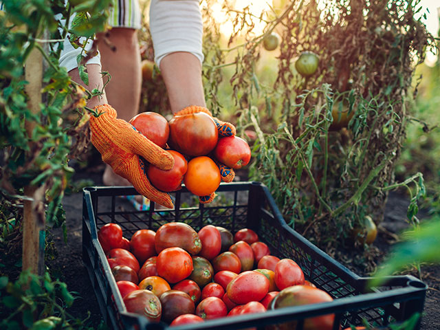 Organic agriculture