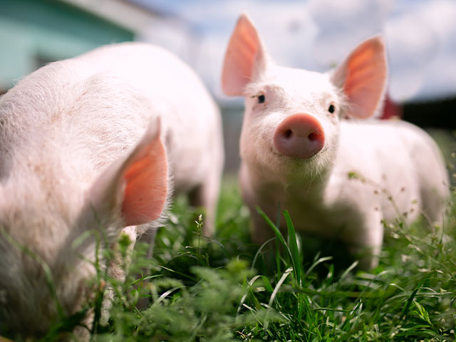 Small farm with pigs