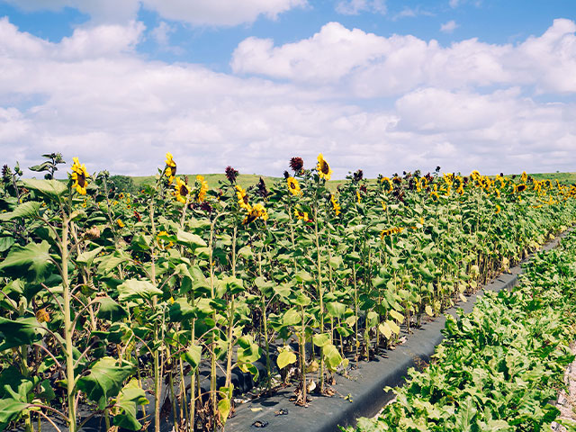 Sunflower field