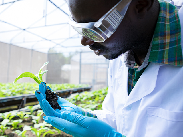 Plant scientist observing new growth