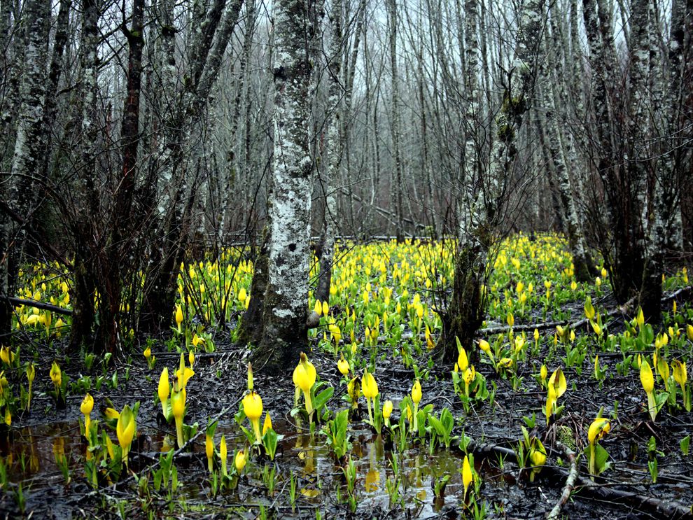 wetland